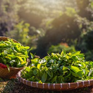 tea baskets